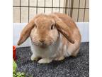 Adopt Murphy a French Lop