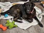 Adopt Mr. Miles Smiles lab!! a Black Labrador Retriever