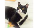 Adopt Trevor a Tuxedo