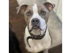 Adopt Buddy a Boxer, Mixed Breed