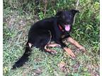 Adopt Chief a German Shepherd Dog, Mixed Breed