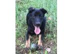 Adopt Tucker a German Shepherd Dog, Mixed Breed