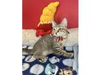 Adopt ZIMBA a American Shorthair