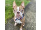 Adopt Charley a Boston Terrier