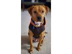 Adopt Phoenix a Labrador Retriever, Rhodesian Ridgeback