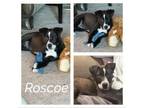 Adopt Roscoe a Terrier, Mixed Breed