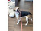 Adopt Gale a Basset Hound, Mixed Breed