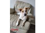 Adopt Chewy a Mixed Breed