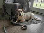 Adopt Howler a Australian Cattle Dog / Blue Heeler