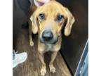 Adopt Rudy a Coonhound