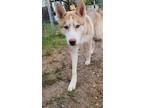 Adopt Bronco a Siberian Husky