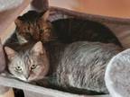 Adopt Nosey and Moses a Domestic Short Hair