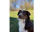 Adopt Rusty a Australian Shepherd