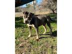 Adopt Doc a Pit Bull Terrier, Boxer