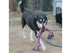 Adopt Tacoma a German Shepherd Dog, Siberian Husky
