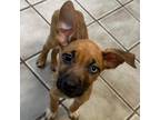 Adopt Archer a Mixed Breed