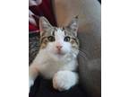 Adopt Eddie (Cat Halen) a Domestic Short Hair