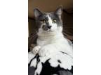 Adopt Roy a Domestic Short Hair, American Bobtail