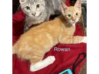 Adopt Rowan a Domestic Short Hair