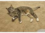 Adopt Sarabi a Tabby