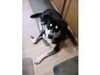 Adopt Razor a Husky