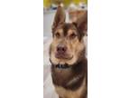 Adopt Benji a Chow Chow, German Shepherd Dog