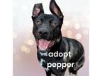 Adopt Pepper a German Shepherd Dog