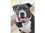 Adopt Cali a Pit Bull Terrier