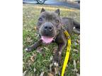 Adopt Breezy Bug a Pit Bull Terrier