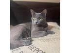 Adopt Myla a Russian Blue