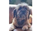 Adopt Tulum a Yorkshire Terrier