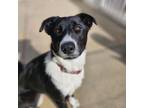 Adopt Shadow a Border Collie