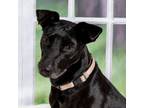 Adopt Jennie a Labrador Retriever, Greyhound