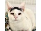 Adopt Monkey a Domestic Short Hair