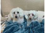 Adopt Gracie and George a Miniature Poodle