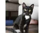 Adopt Aggie a Domestic Short Hair