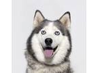 Adopt BELLA a Siberian Husky