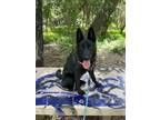 Adopt ZELDA a German Shepherd Dog, Mixed Breed