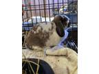 Adopt Faith a American Fuzzy Lop