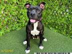 Adopt TANIA a Pit Bull Terrier