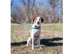 Adopt Tonks a Treeing Walker Coonhound, Italian Greyhound