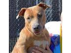 Adopt TULLY a Pit Bull Terrier