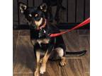 Adopt Topper a Miniature Pinscher, Pomeranian