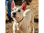 Adopt Scout a Boston Terrier, Jack Russell Terrier