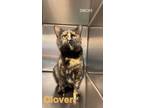 Adopt Clover a Domestic Short Hair