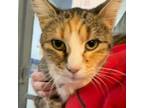 Adopt Kallie a Domestic Short Hair