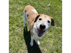 Adopt Bandeau a Hound, Mixed Breed