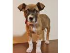 Adopt Ellie a Terrier