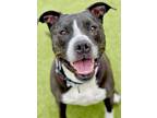 Adopt Jae a Pit Bull Terrier, Mixed Breed