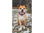 Adopt Bookie a American Bully, Mixed Breed